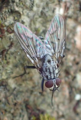 Phaonia sp.